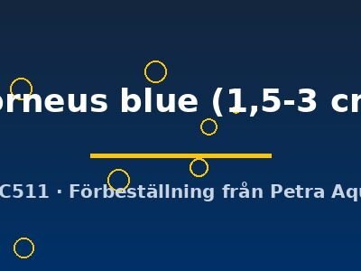 Planobarius corneus blue 1,5–3 cm