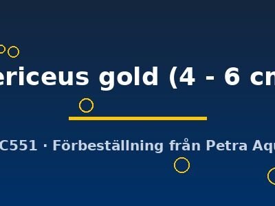 sericeus gold (4 - 6 cm)