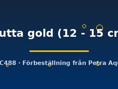 trutta gold (12 - 15 cm)