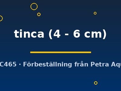 Tench (Tinca tinca) 4–6 cm