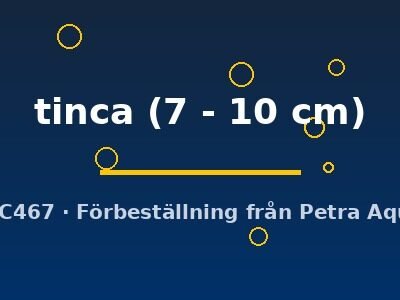 Tench (Tinca tinca) 7–10 cm