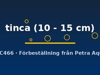 Tench (Tinca tinca) 10–15 cm
