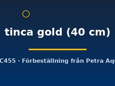 tinca gold (40 cm)