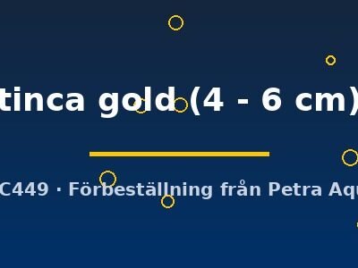 Golden Tench (Tinca tinca gold) 4–6 cm