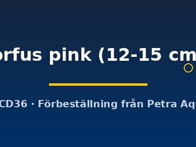 orfus pink (12-15 cm)