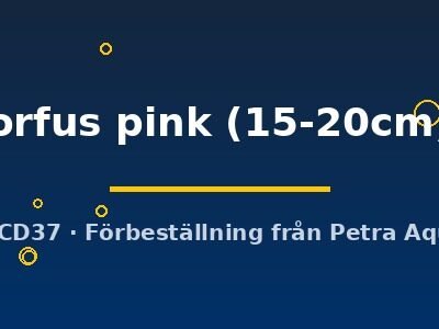 orfus pink (15-20cm)