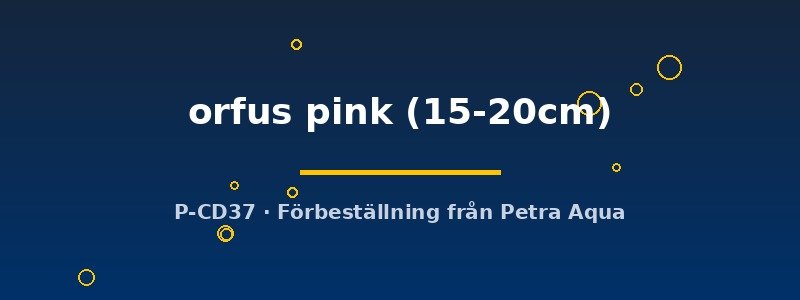 petra-ph2-182478 petra-ph2-182478