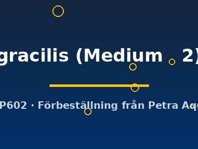 gracilis (Medium 2)