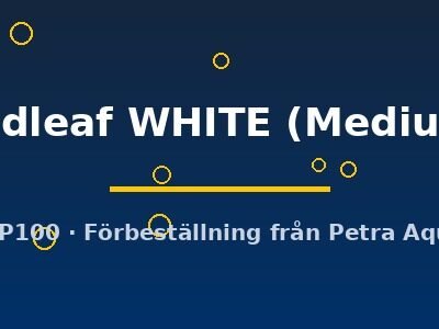 broadleaf WHITE (Medium 8)