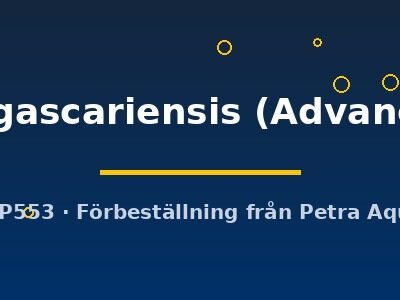 madagascariensis (Advanced 8)