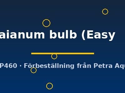 Crinum thaianum bulb Easy4