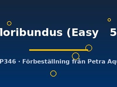 Echinodorus floribundus Easy5
