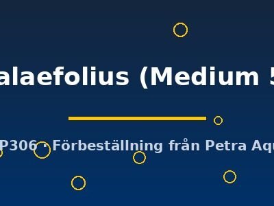 palaefolius (Medium 5)
