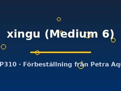 Echinodorus xingu Medium6