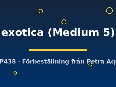 Hemigraphis exotica Medium5