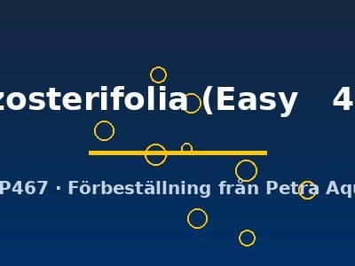 zosterifolia (Easy 4)