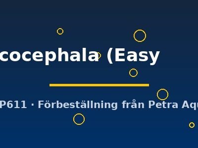 leucocephala (Easy 1)