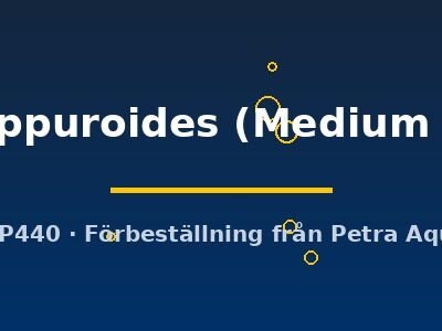hippuroides (Medium 5)
