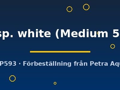 sp. white (Medium 5)