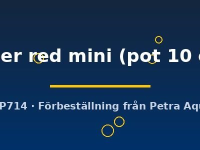 super red mini (pot 10 cm)