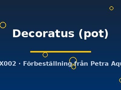 Acorus Decoratus pot