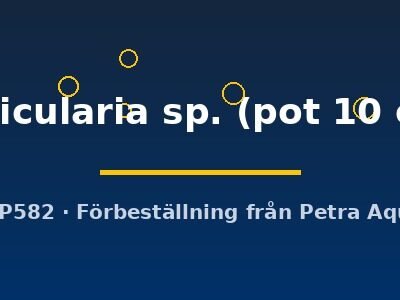 vesicularia sp. (pot 10 cm)