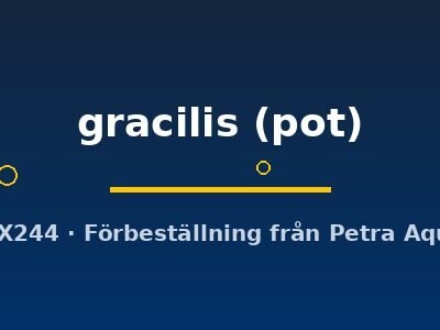 gracilis (pot)