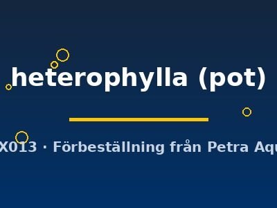 heterophylla (pot)