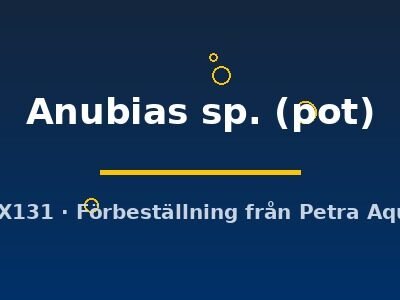 Anubias sp. pot