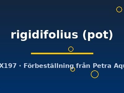 rigidifolius (pot)