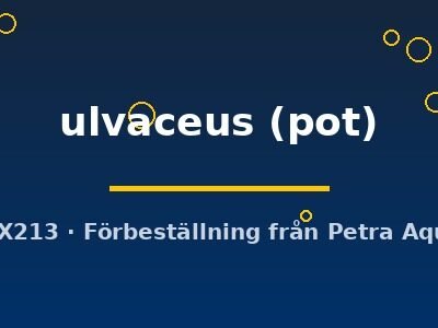 ulvaceus (pot)