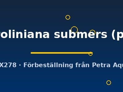 caroliniana submers (pot)