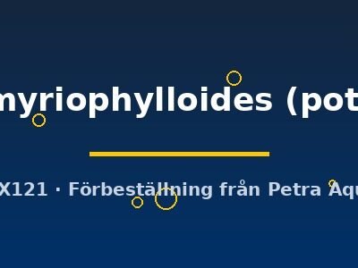 myriophylloides (pot)