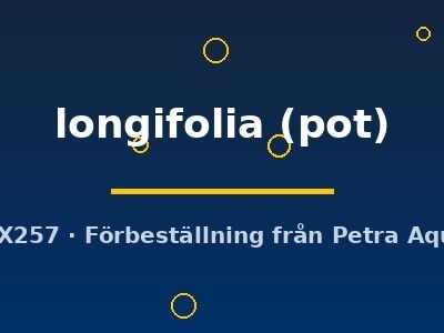longifolia (pot)