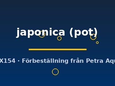 japonica (pot)