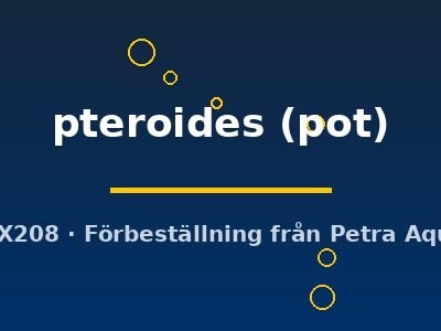 pteroides (pot)