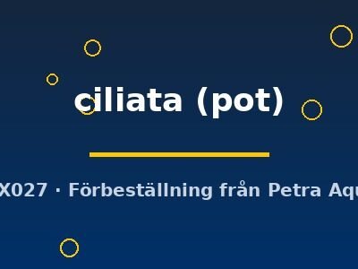 ciliata (pot)