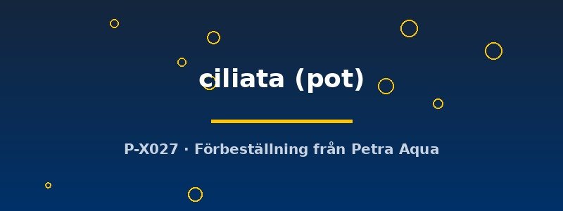 petra-ph2-182756 petra-ph2-182756