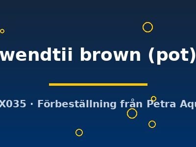 wendtii brown (pot)