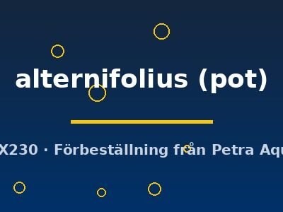 Cyperus alternifolius pot