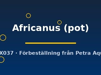 Echinodorus Africanus pot