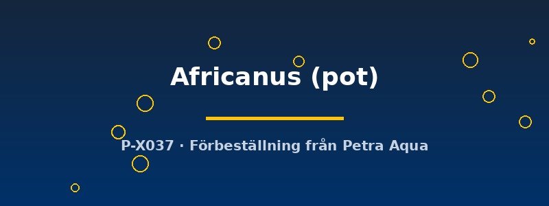petra-ph2-182774 Echinodorus Africanus pot