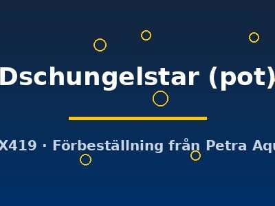 Echinodorus Dschungelstar pot