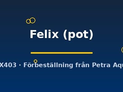 Echinodorus Felix pot