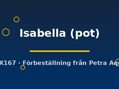 Echinodorus Isabella pot