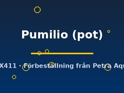 Echinodorus Pumilio pot