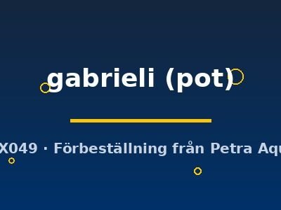 Echinodorus gabrieli pot