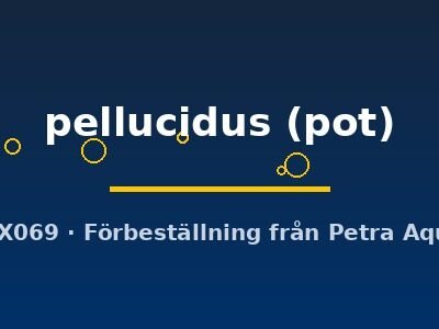pellucidus (pot)