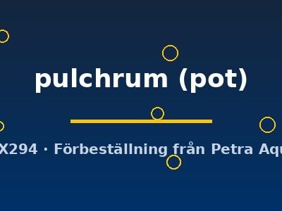 Epipremnum pulchrum pot