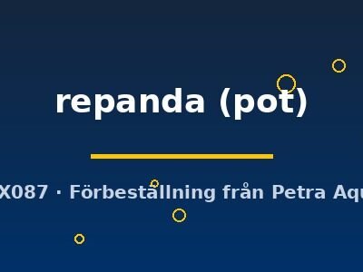 Hemigraphis repanda pot